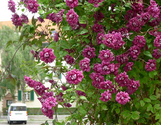 Clematis Purpurea Plena Elegans