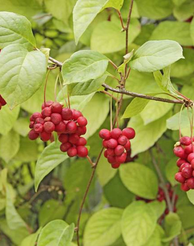 Schizandra chinensis
