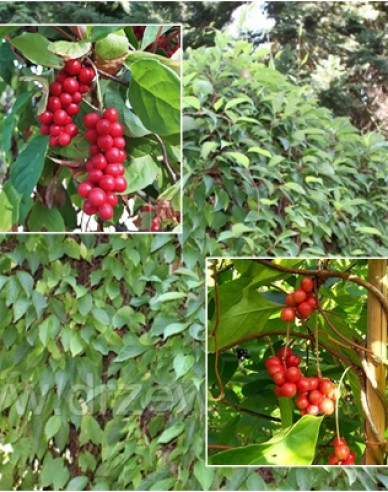 Schizandra chinensis