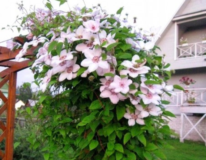 Clematis John Paul II