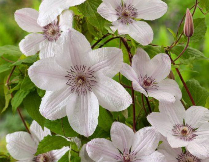 Clematis John Paul II