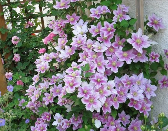 Clematis din "Pila