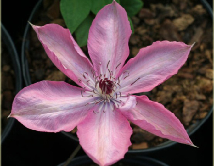 Clematis Bieszczady