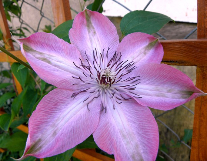 Clematis Bieszczady