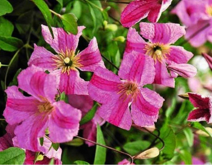 Clematis ´Mazurek´