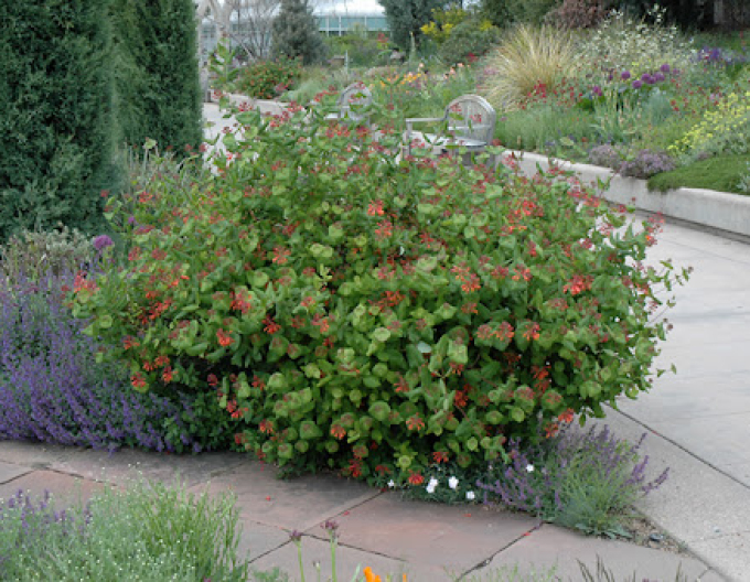 Caprifoi  Dropmore Scarlet