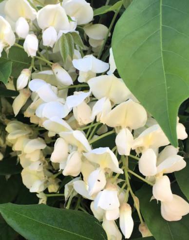 „Glicină„Wisteria noble ´White Silk´