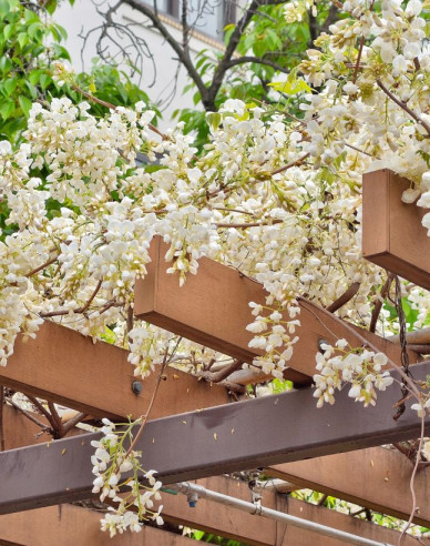 „Glicină„Wisteria noble ´White Silk´