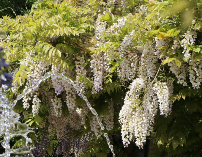 „Glicină„Wisteria chineză Alba