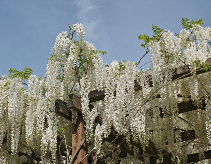 „Glicină„Wisteria chineză Alba