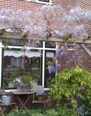 „Glicină„Wisteria înflorită Issai