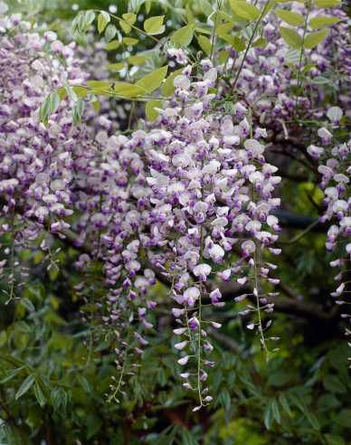 „Glicină„Wisteria înflorită Issai