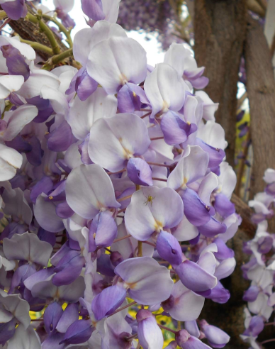 „Glicină„Wisteria chineză Caroline