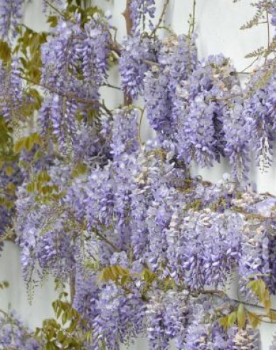 „Glicină„Wisteria chineză Caroline