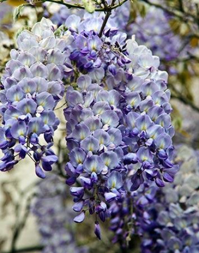 Glicină -  Wisteria multiflora ´Blue Moon´