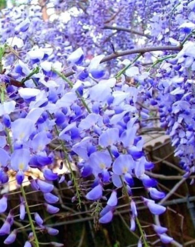 Glicină -  Wisteria multiflora ´Blue Moon´