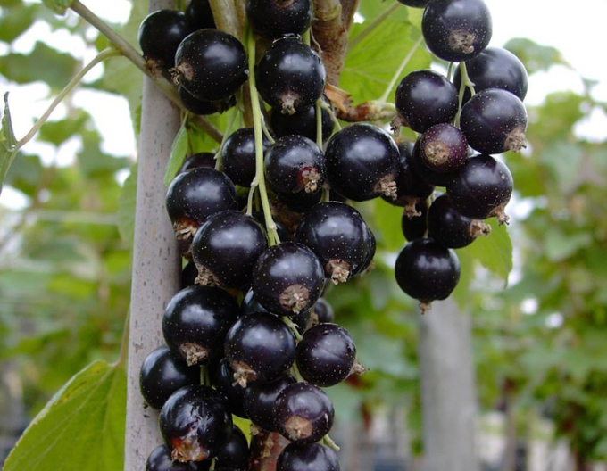 Coacăz negru ´Tsema´ -  tufă, 2l