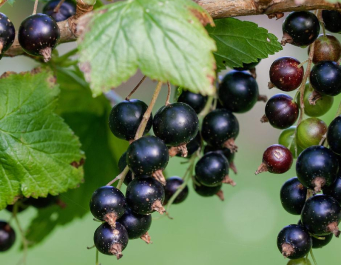 Coacăz negru ´Tsema´ -  tufă, 2l