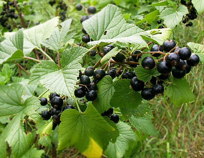 Coacăz negru ´Tsema´ -  tufă, 2l