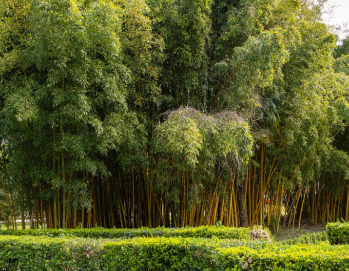 Phyllostachis ´ Aureocaulis ´