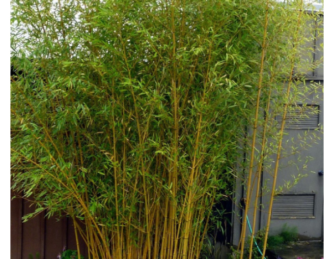 Phyllostachis ´ Aureocaulis ´