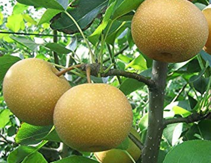 Pere asiatică Tama