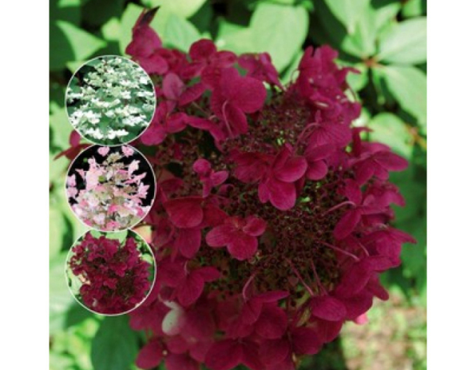 Hortensia Wim´s Roșu´