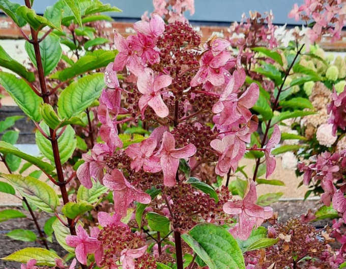 Hortensia Wim´s Roșu´