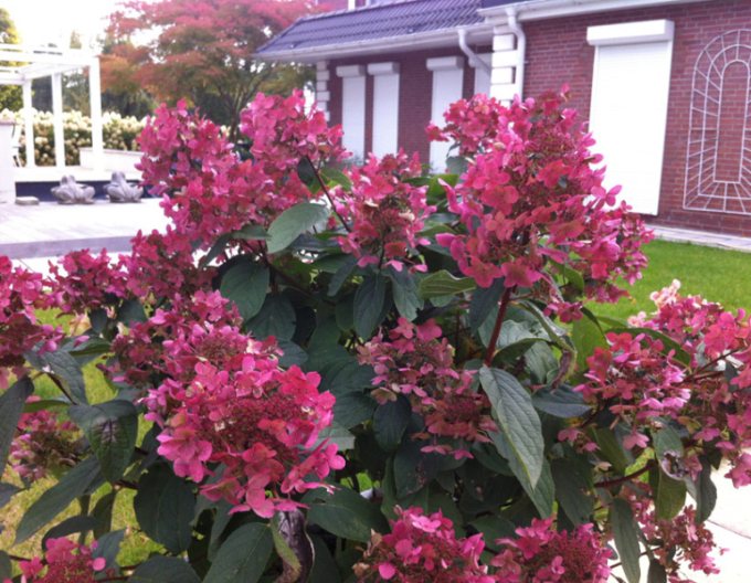 Hortensia Wim´s Roșu´