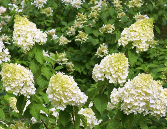 Hortensia Polar Bear
