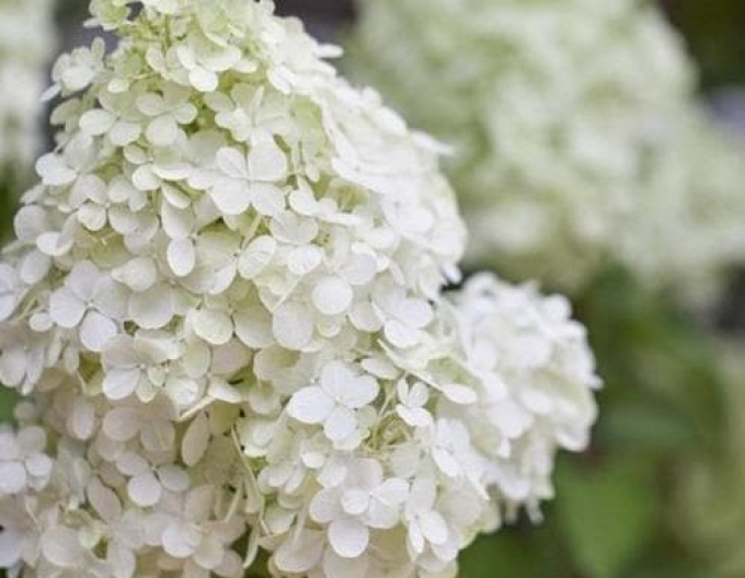 Hortensia Polar Bear