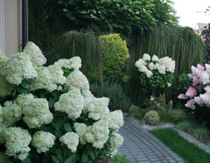 Hortensia Polar Bear