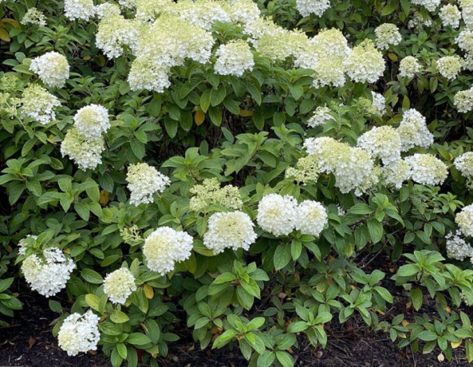 Hortensia "Bobo