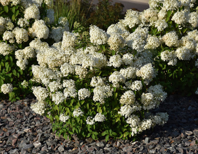 Hortensia "Bobo