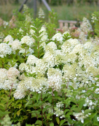 Hortensie paniculate ´Little Alf´