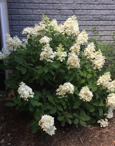 Hortensie paniculate ´Little Alf´