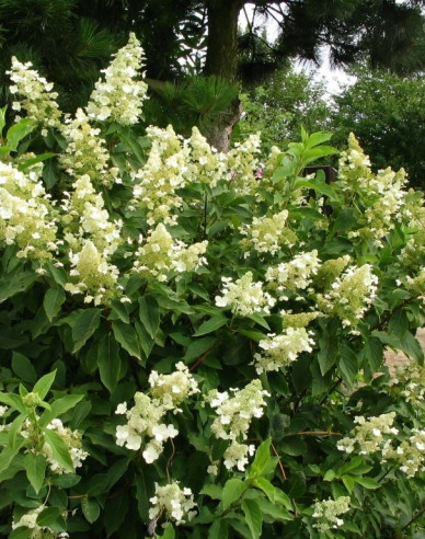 Hortensie paniculate ´Unique´