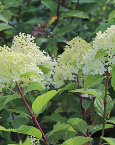 Hortensie paniculate ´Unique´