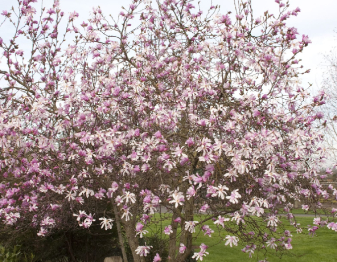Magnolia ´Leonard Messel´