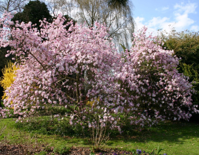 Magnolia ´Leonard Messel´