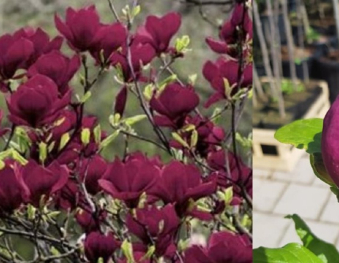 Magnolia ´Genie´