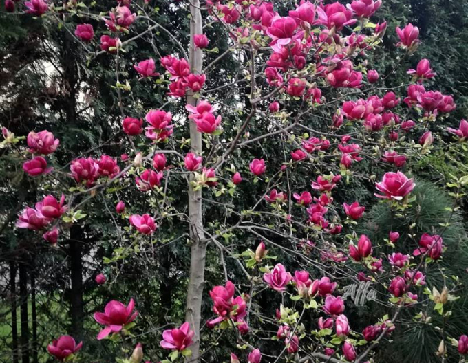 Magnolia ´Genie´