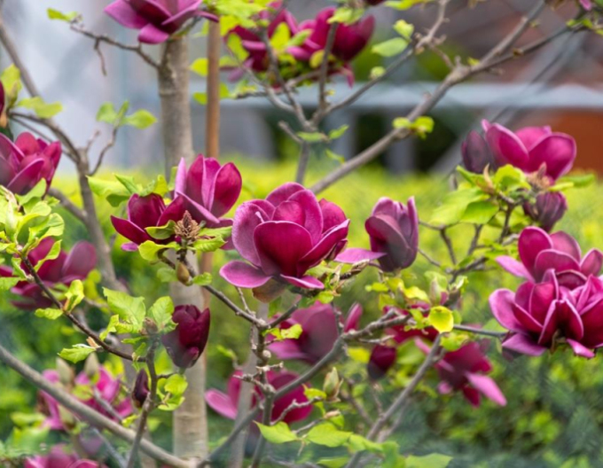 Magnolia ´Genie´