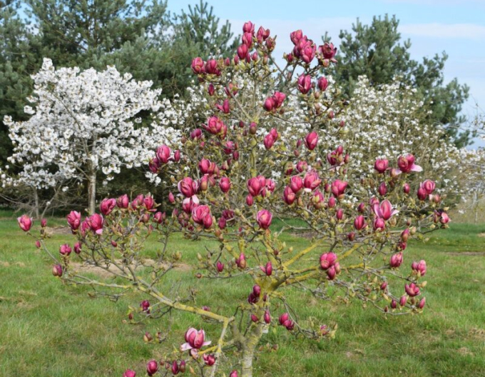 Magnolia ´Genie´ pe o tulpină
