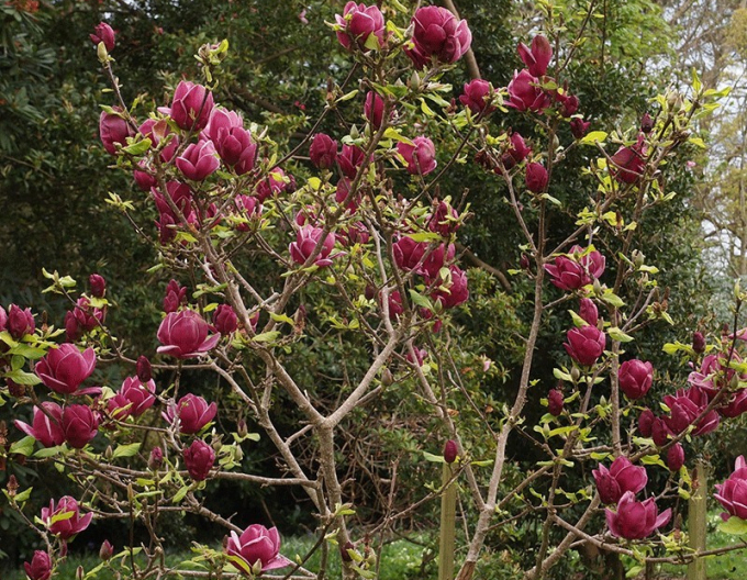 Magnolia ´Genie´ pe o tulpină