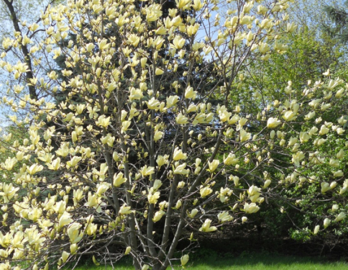Magnolia ´Butterflies´