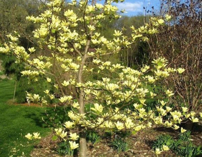 Magnolia ´Butterflies´
