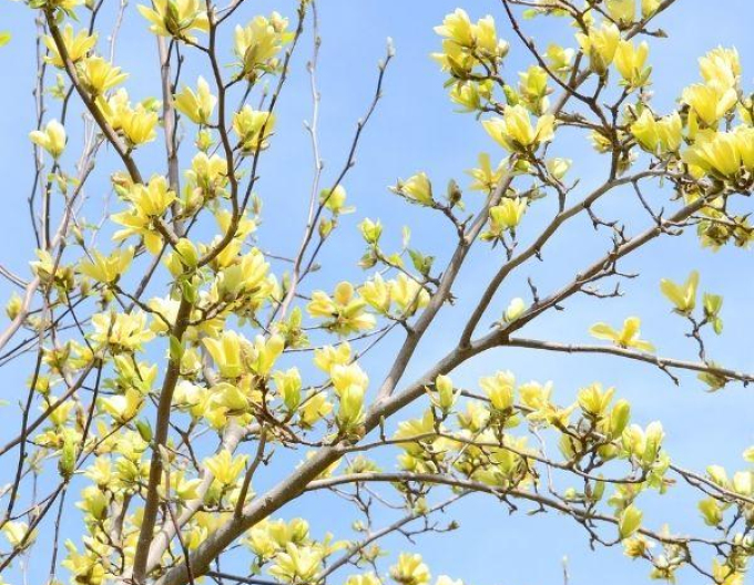Magnolia ´Butterflies´