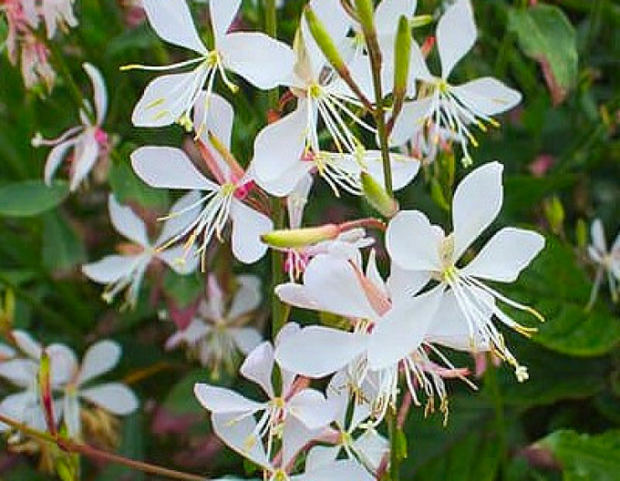 Gaura ´Porumbelul alb´
