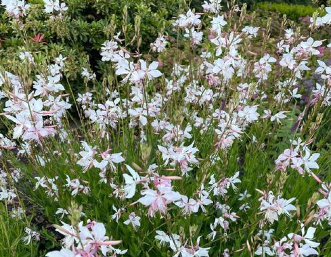 Gaura ´Porumbelul alb´